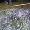patatada_2010 (4)